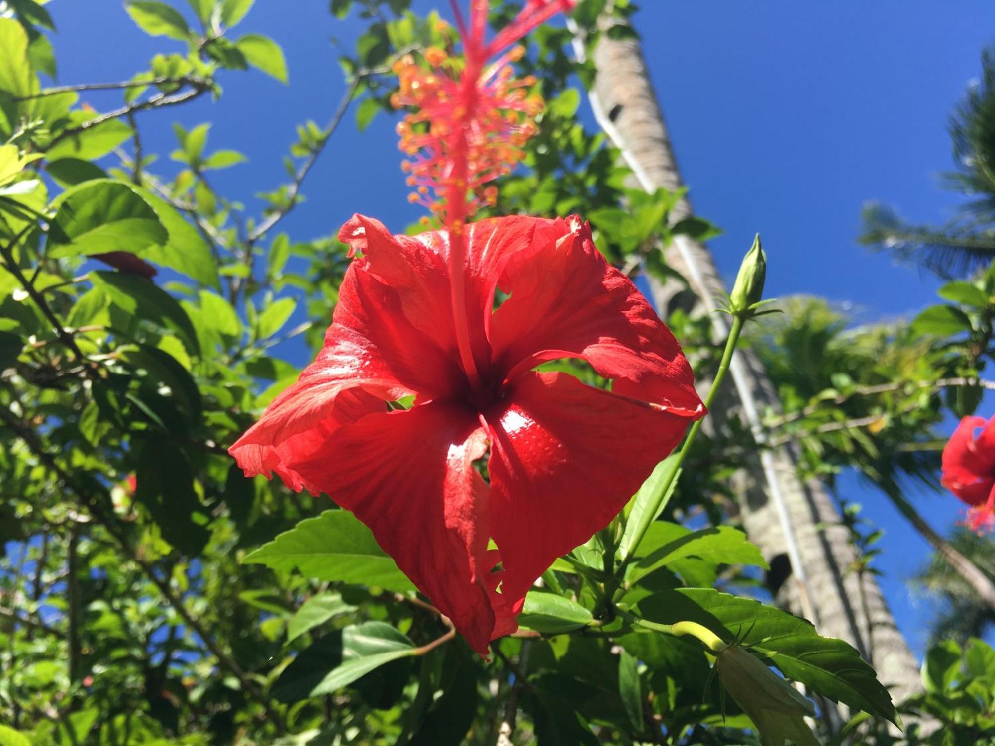 Taveuni Palms Resort Matei Ngoại thất bức ảnh