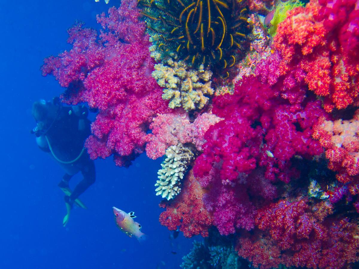 Taveuni Palms Resort Matei Ngoại thất bức ảnh
